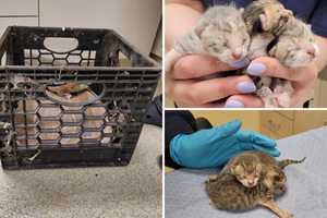 Litter Of Days-Old Kittens Found Abandoned In Milk Crate In Westchester