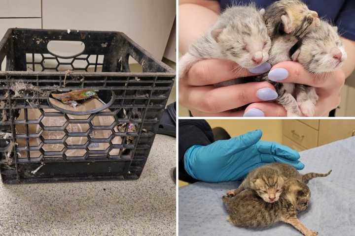 Litter Of Days-Old Kittens Found Abandoned In Milk Crate In Westchester