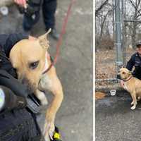 Dog Found Tied To Tree, Left Overnight In Yonkers Park