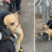 <p>A pit bull puppy was rescued by police in Yonkers after it was found left tied to a tree in a park.</p>