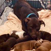 $7,500 Reward Offered For Critically Endangered Stolen Puppies After Mother Is Found Abandoned