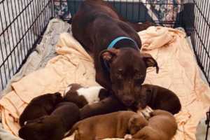 $7,500 Reward Offered For Critically Endangered Stolen Puppies After Mother Is Found Abandoned