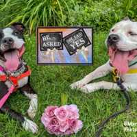 Maryland SPCA Throws Engagement Party, Waives Adoption Fees For Bonded Pups