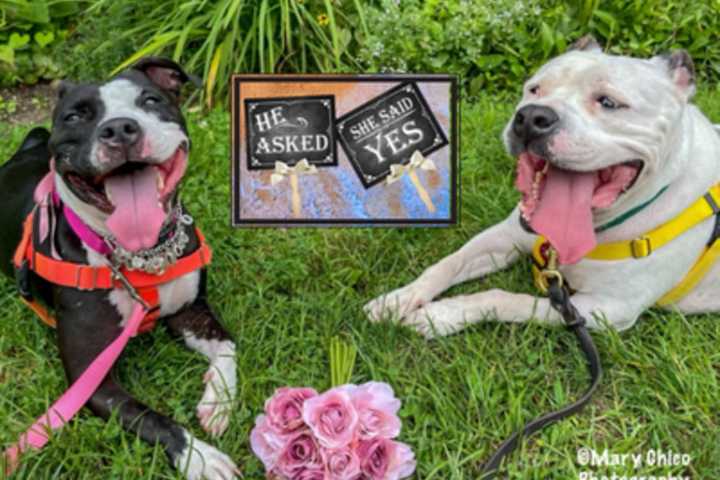 Maryland SPCA Throws Engagement Party, Waives Adoption Fees For Bonded Pups