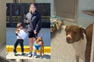 VA Dog's Final Plea For Adoption Successful After Facebook Post Goes Viral