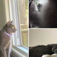 'She's A Very Smart Cat': Missing Pet Returns To NY Home, Rings Doorbell