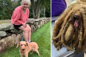 New Update: Extremely Matted Mini-Poodle Finds New, Loving Home In CT