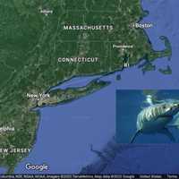 More To Come? Research Scientists Spell Out Possible Reasons For Increase In Shark Attacks