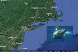 More To Come? Research Scientists Spell Out Possible Reasons For Increase In LI Shark Attacks