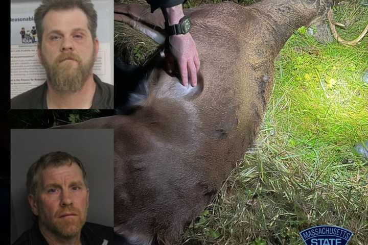 Poachers Hunted Fox, Deer From Truck In Western Mass; May Be Behind Similar Kills: Police