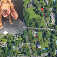 Fleeing Truck Thief Caught In Neighborhood With Help Of K9 Officer In Purchase: Police