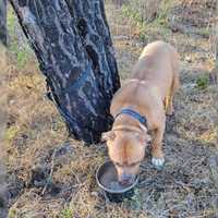 Animal Cruelty: Abandoned Dog Found Tied To Tree In Capital Region During Heatwave