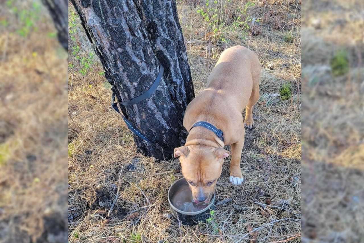 Animal Cruelty: Abandoned Dog Found Tied To Tree In Albany During ...