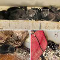 Nearly 40 Cats Found Living In 'Filth, Garbage' In White Plains Apartment