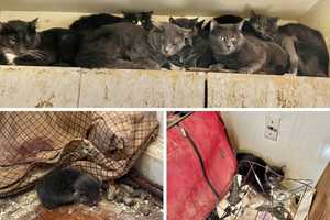 Nearly 40 Cats Found Living In 'Filth, Garbage' In White Plains Apartment