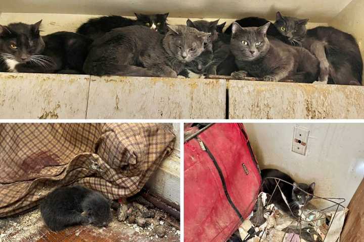 Nearly 40 Cats Found Living In 'Filth, Garbage' In White Plains Apartment