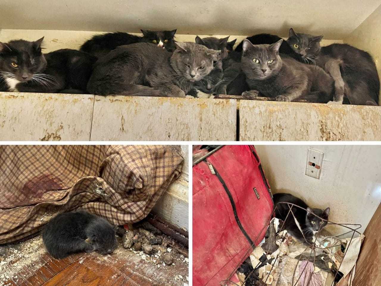 Nearly 40 Cats Found Living In 'Filth, Garbage' In White Plains ...