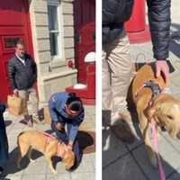 DC Dog Celebrates Third Birthday By Meeting Crews Who Saved Her From House Fire