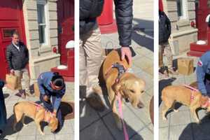 DC Dog Celebrates Third Birthday By Meeting Crews Who Saved Her From House Fire