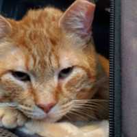 Baltimore Cat Shot In Neck Gets Second Chance At Life