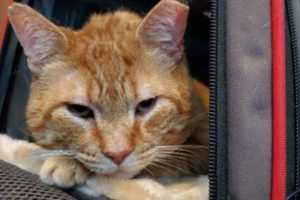 Baltimore Cat Shot In Neck Gets Second Chance At Life