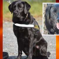 Dog-Gone Good Job: Accelerant Detection K-9 Billie Retires After Nearly 100K Alerts
