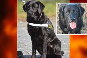 Dog-Gone Good Job: Accelerant Detection K-9 Billie Retires After Nearly 100K Alerts