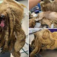 Extremely Matted Mini-Poodle Found At Hudson Valley Residence: Owner Charged, Police Say