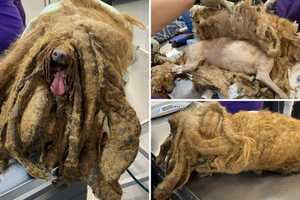 Extremely Matted Mini-Poodle Found At Patterson Residence: Owner Charged, Police Say