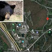 Bear Spotted Near Pace University Campus In Pleasantville