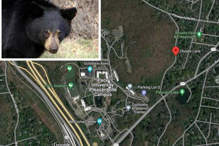 Bear Spotted Near University Campus In Northern Westchester