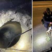 Dog Rescued From Sewer In New Rochelle: 'Sweet Boy' Now Up for Adoption