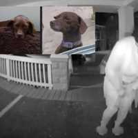 Porch Pirate Plunders Pup From District Heights Home (VIDEO)