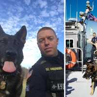 <p>K9 Officer Radar pictured over the years with his handler, Detective Sergeant Alex Vanderwoude.</p>