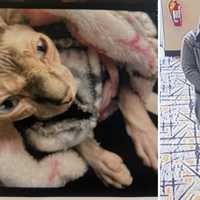 <p>Police released images of the stolen cat and the suspect.</p>