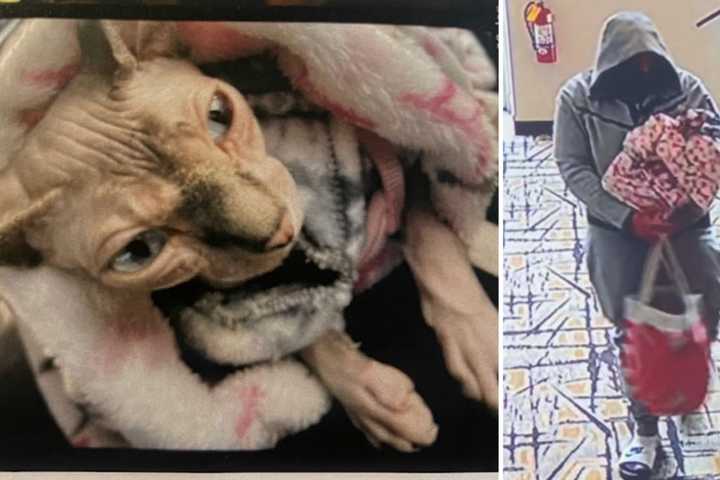 Cat Burglar: Suspect Stole From CT Hotel Room, Still On Loose