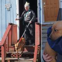 Feces, Syringes: Over Dozen Dogs Found Neglected In Capital Region Home, Police Say