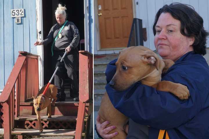 Feces, Syringes: Over Dozen Dogs Found Neglected In Albany Home, Police Say