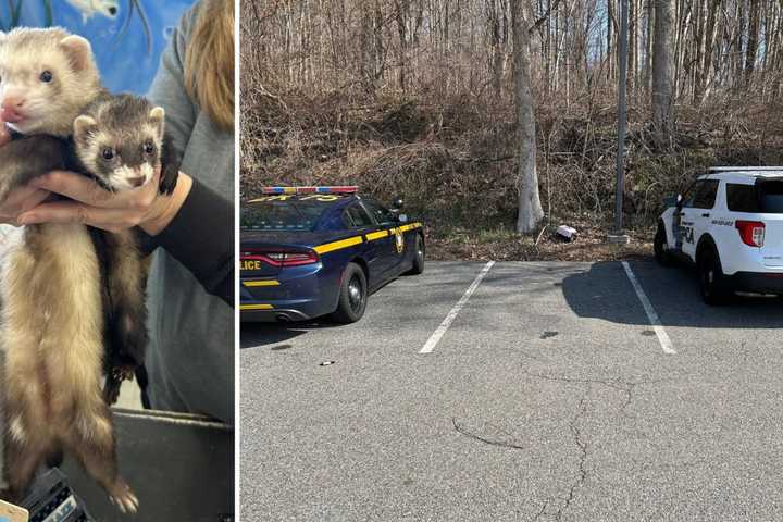 2 Ferrets Found Abandoned In Crate In Hudson Valley Parking Lot: Suspect At Large