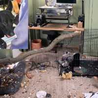 Metal Crate Protects Lucky Pup After Tree Falls Through Takoma Park Home