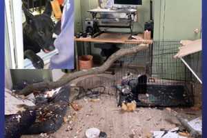 Metal Crate Protects Lucky Pup After Tree Falls Through Takoma Park Home