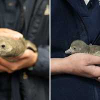 2 Penguin Chicks Born At CT Aquarium: Part Of Effort To Protect Critically Endangered Species
