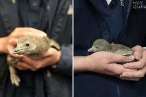 2 Penguin Chicks Born At CT Aquarium: Part Of Effort To Protect Critically Endangered Species