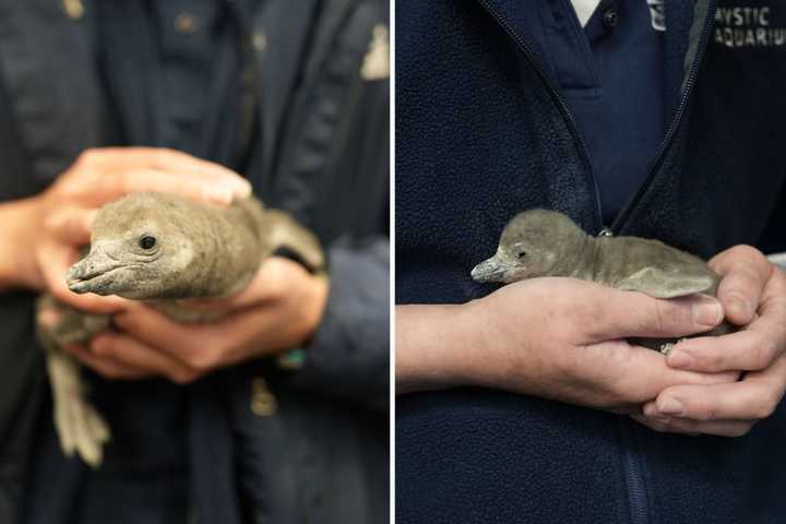 2 Penguin Chicks Born At Mystic Aquarium: Part Of Effort To Protect Endangered Species