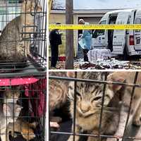 <p>150 cats were found living in squalor at a home in Yorktown after police discovered the two occupants dead during a welfare check.</p>