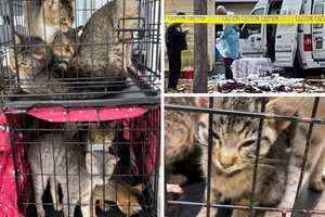 New Details: 150 Starving Cats Seized After Man, Woman Found Dead In Northern Westchester Home