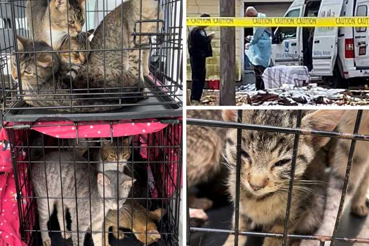 New Details: 150 Starving Cats Seized After Man, Woman Found Dead In Westchester Home