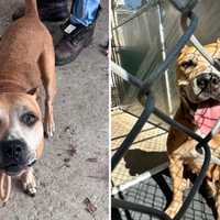 Armonk Animal Shelter Seeks Answers After Dog Chained To Front Door, Abandoned
