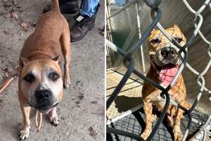 Dog Left Chained, Abandoned Shelter's Front Door Finds New Home In Hudson Valley