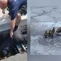 Concerned Mother Convinces Firefighters To Rescue Her Ducklings